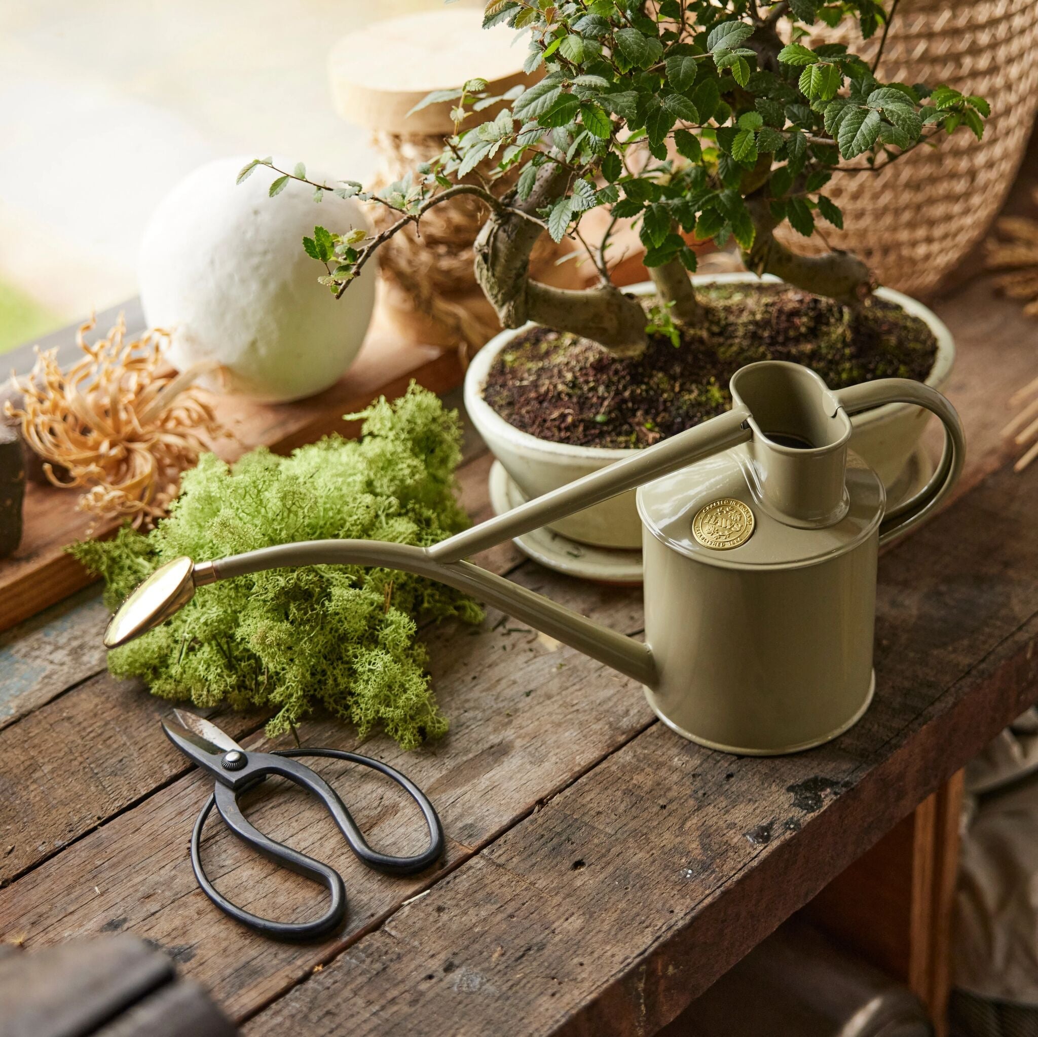 The Rowley Ripple - Houseplant Set - Lichen Green & Brass - Two Pint