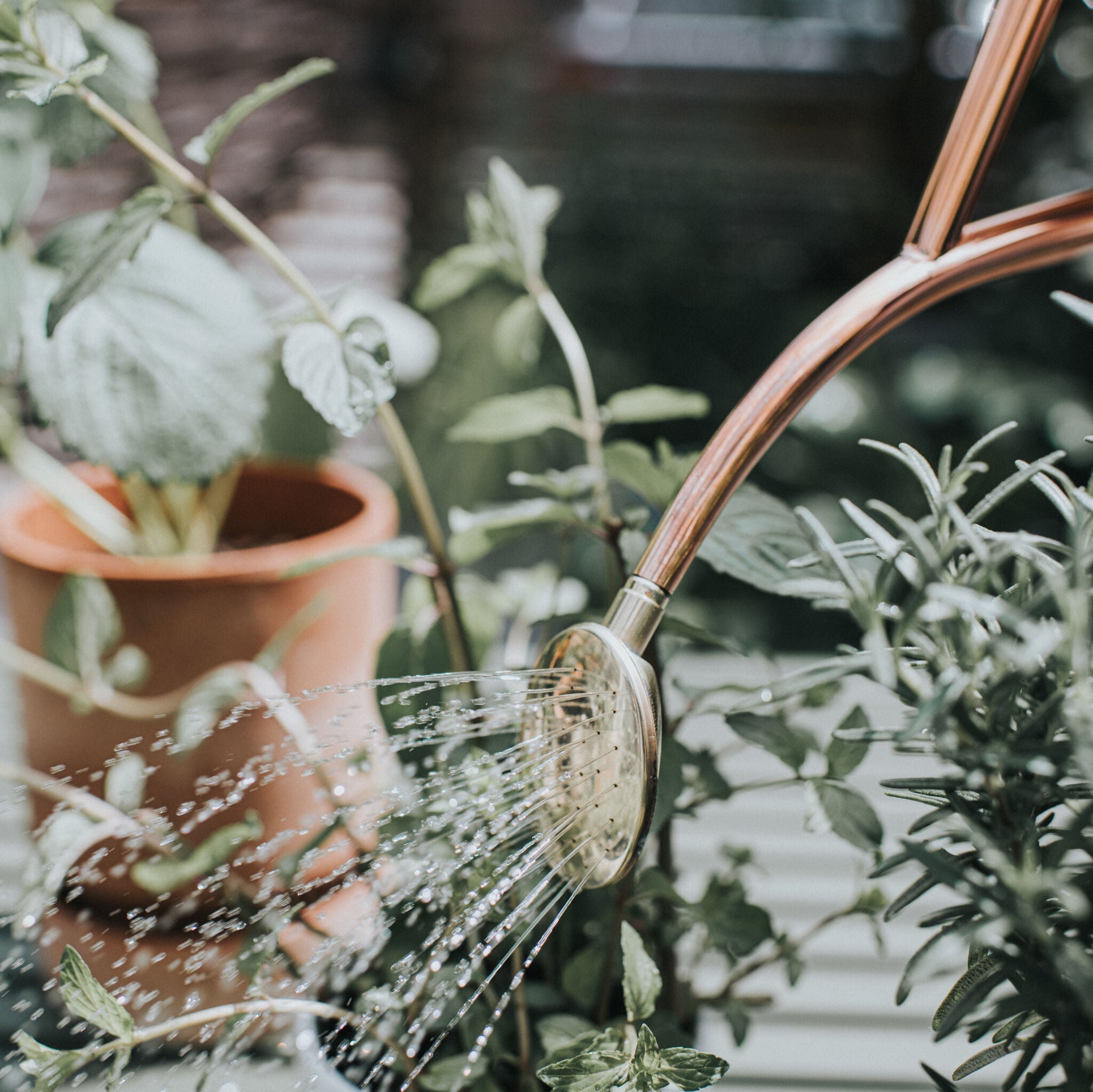 The Rowley Ripple - Houseplant Set - Copper - Two Pint