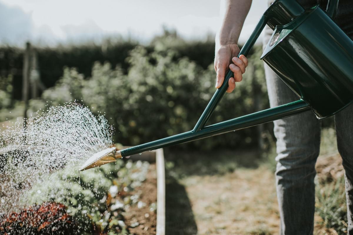 The Warley Fall - Green - Potting Kit - One Gallon