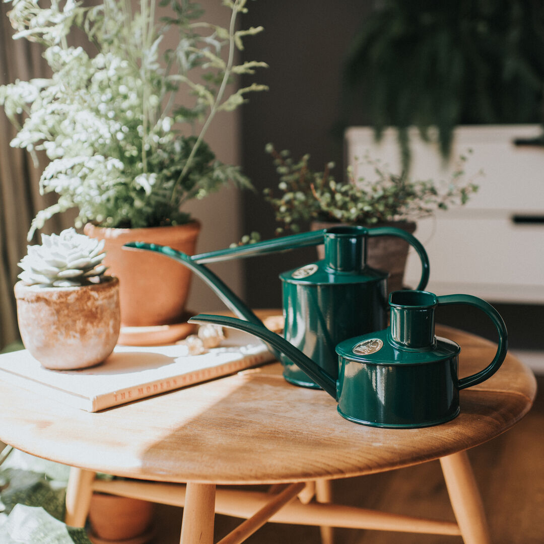 Two green Haws watering cans on a wooden table with houseplants plants in the background