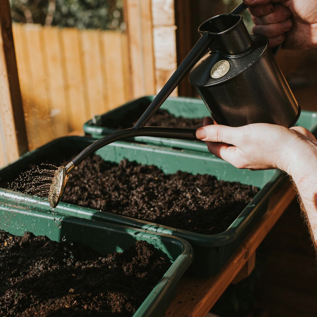 Person using a black Haws watering can to water seedlings in a greenhouse. 
