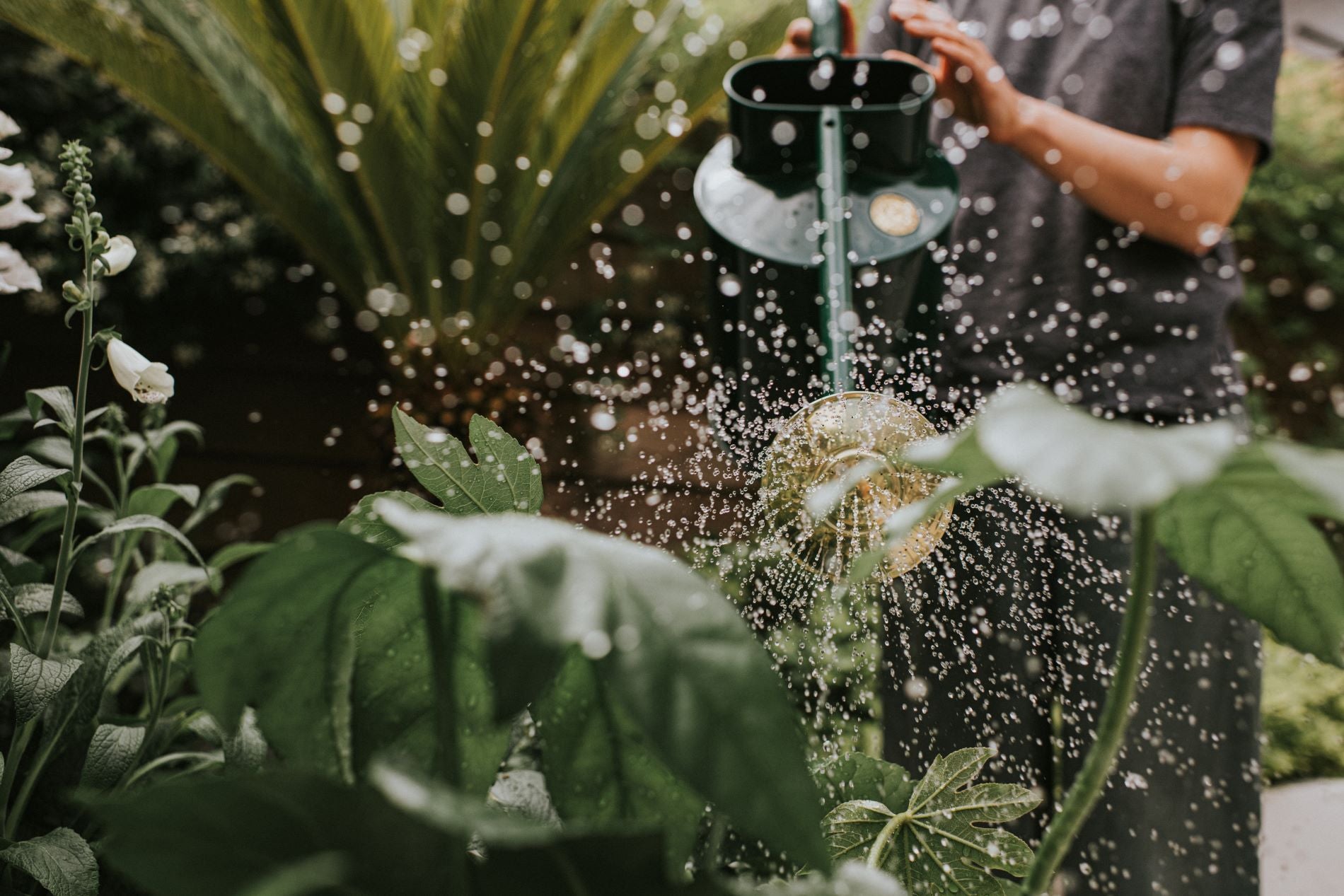 Watering Cans by Haws | Official Site | Free UK Delivery – Haws ...