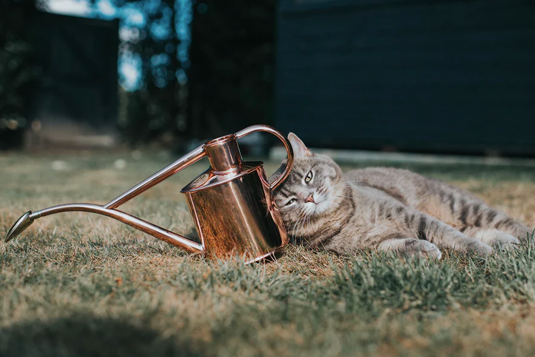 Watering Cans by Haws Official Site Free UK Delivery Haws