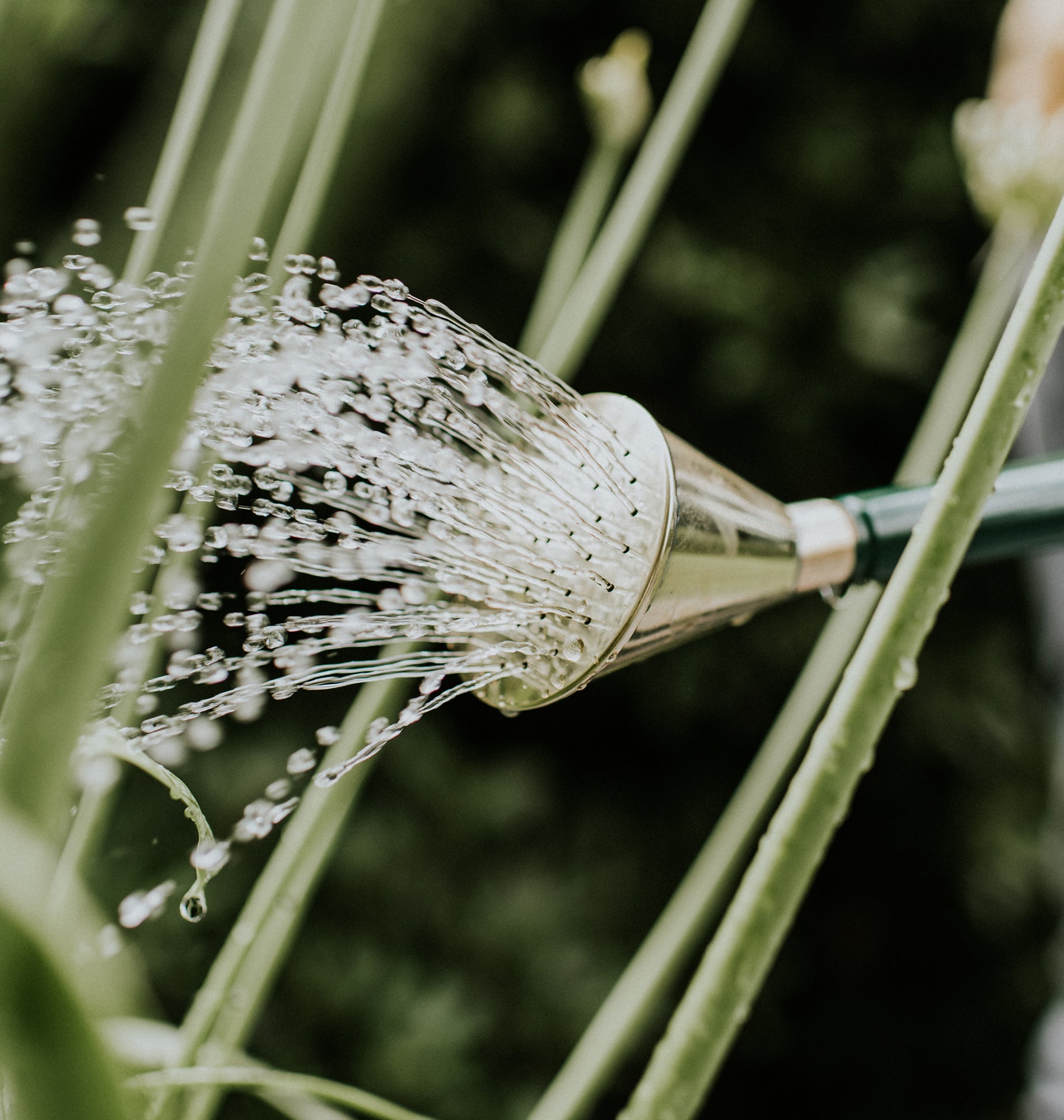 Haws Roses Watering Cans by Haws | Official Site | Free UK Delivery – Haws ...