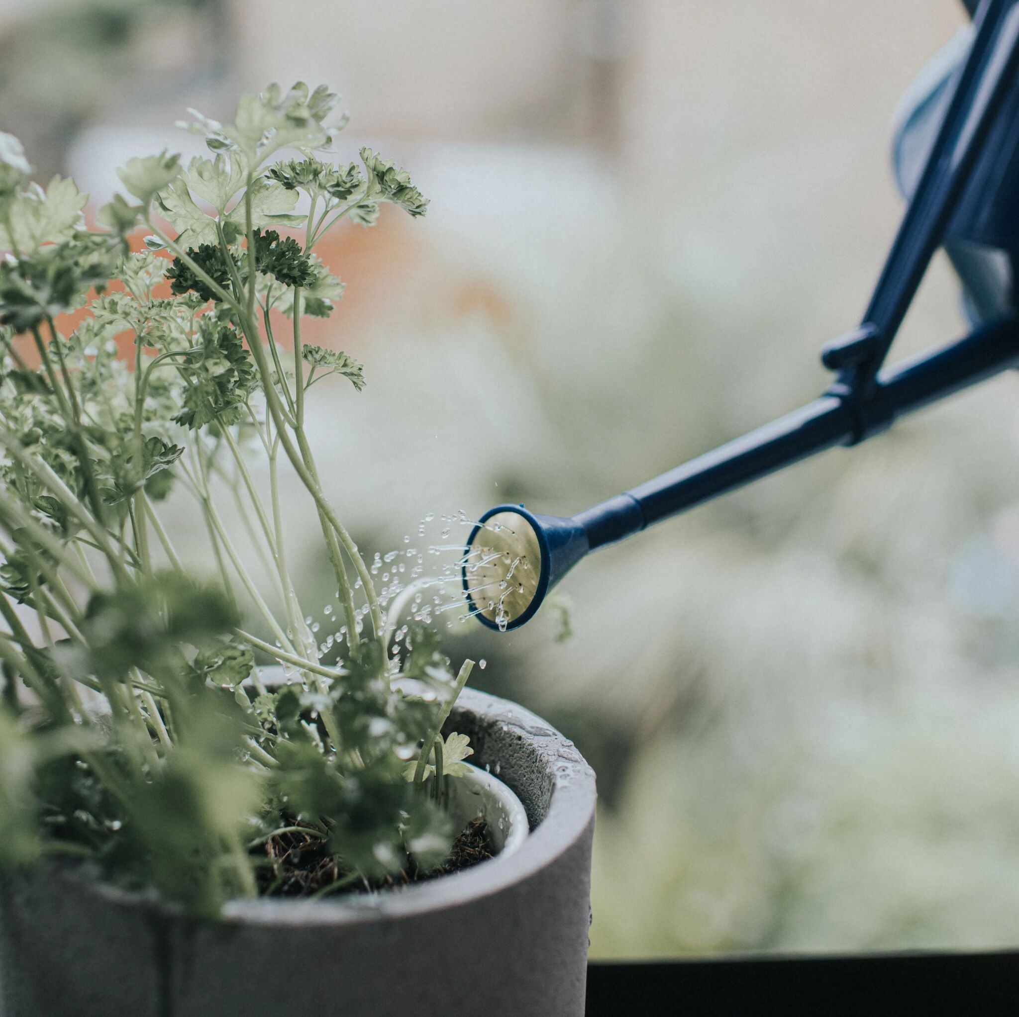 Langley Sprinkler Plastic Rose - Blue