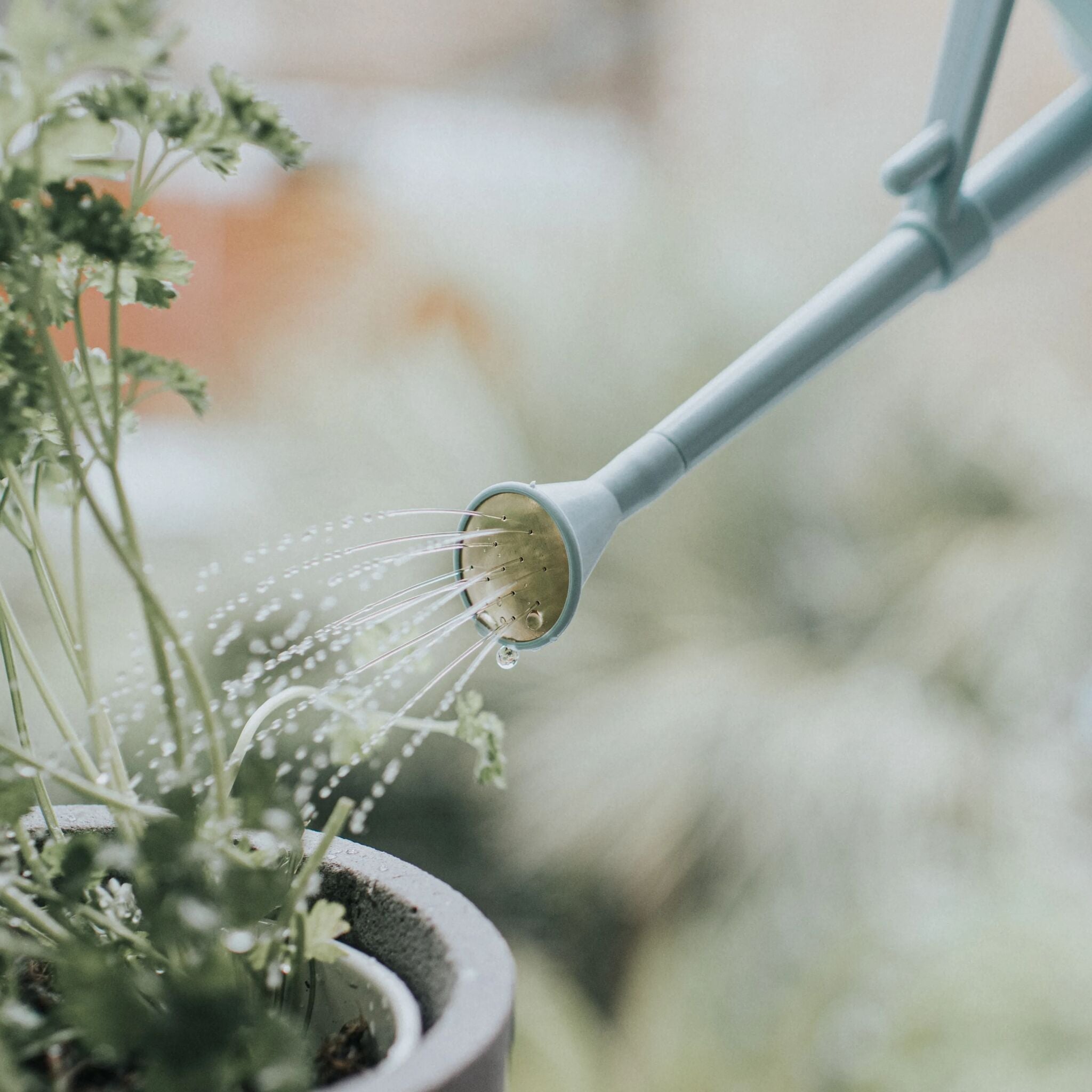 Langley Sprinkler Plastic Rose - Duck Egg Blue