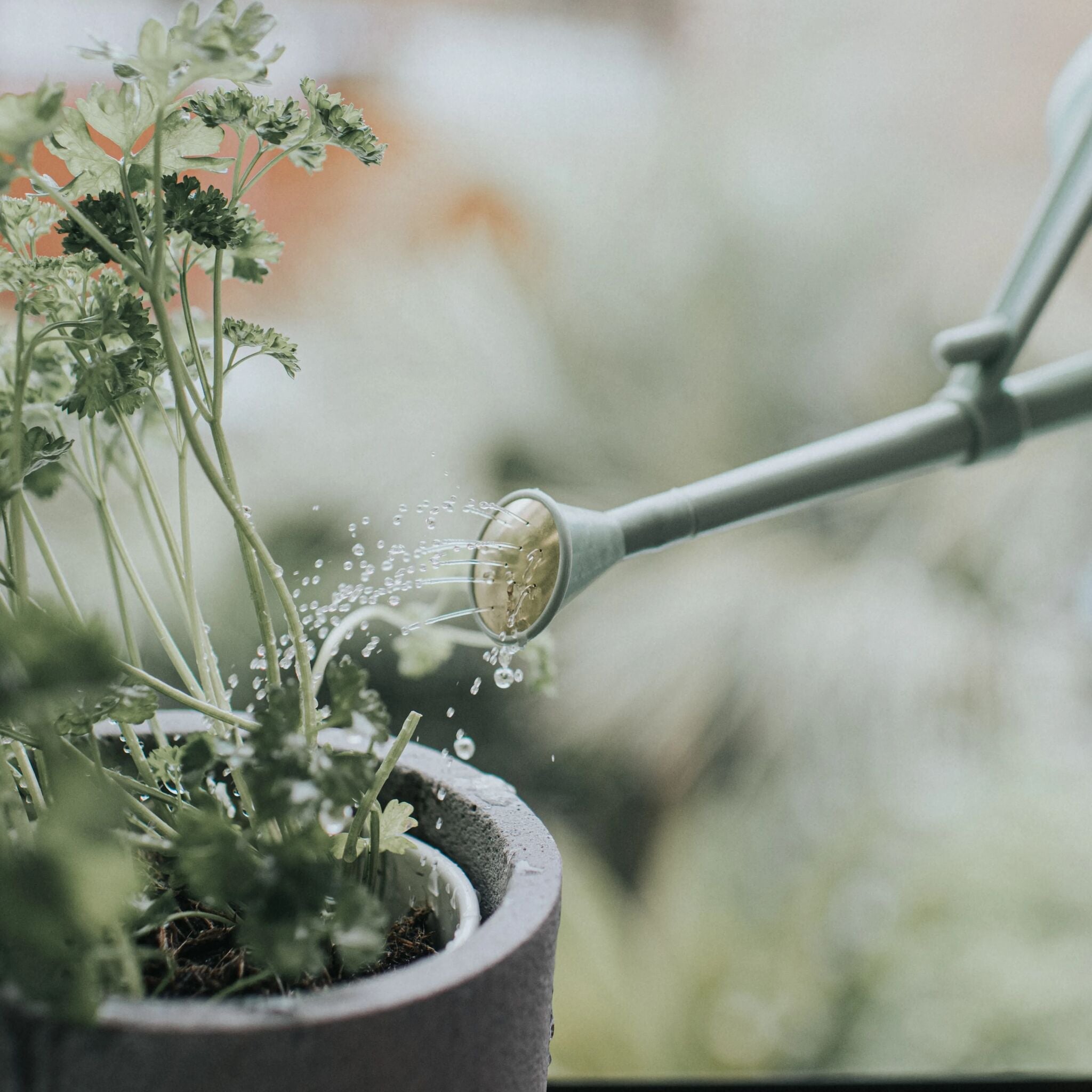 Langley Sprinkler Plastic Rose - Sage