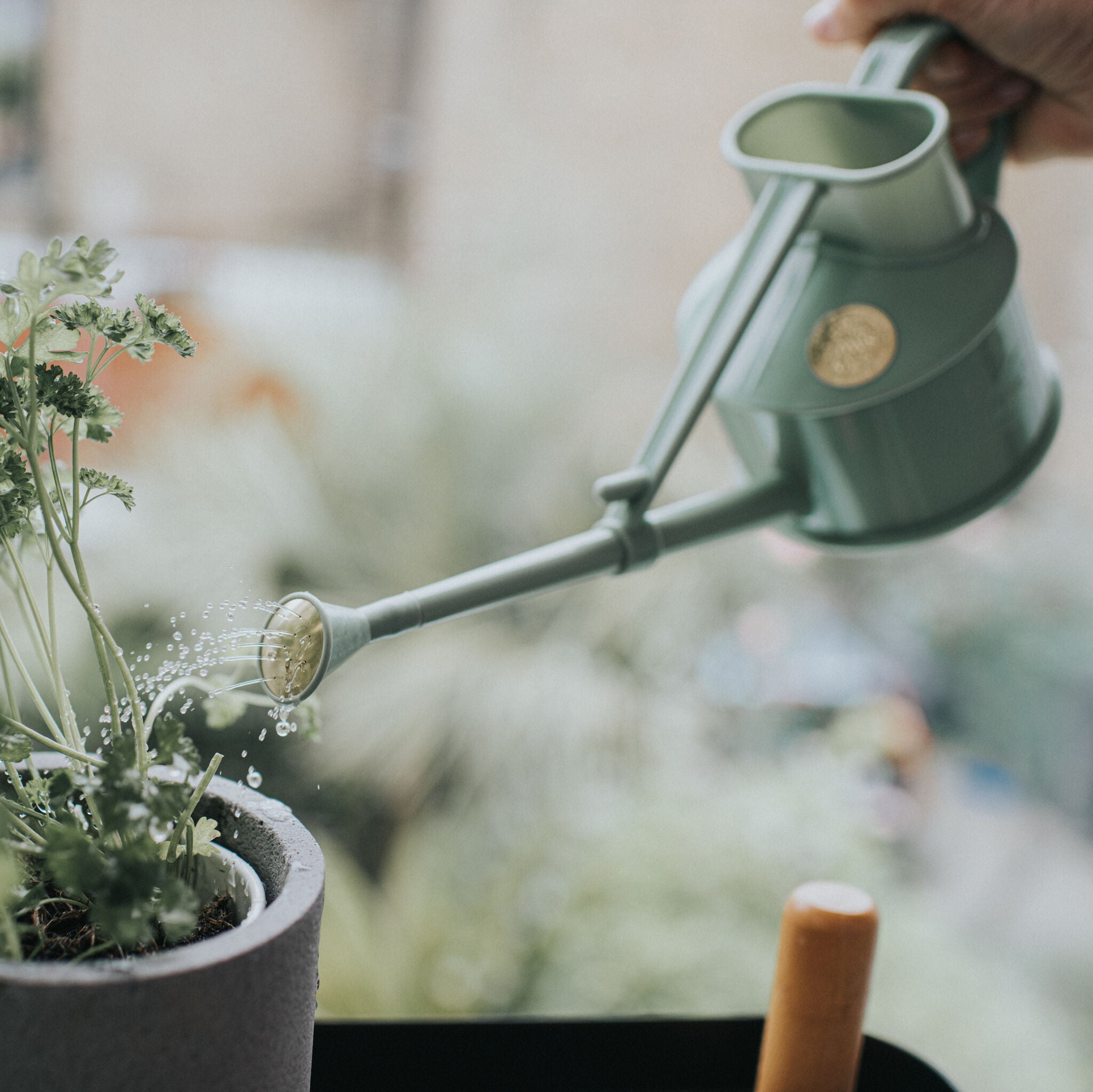 The Langley Sprinkler Sage - One Pint
