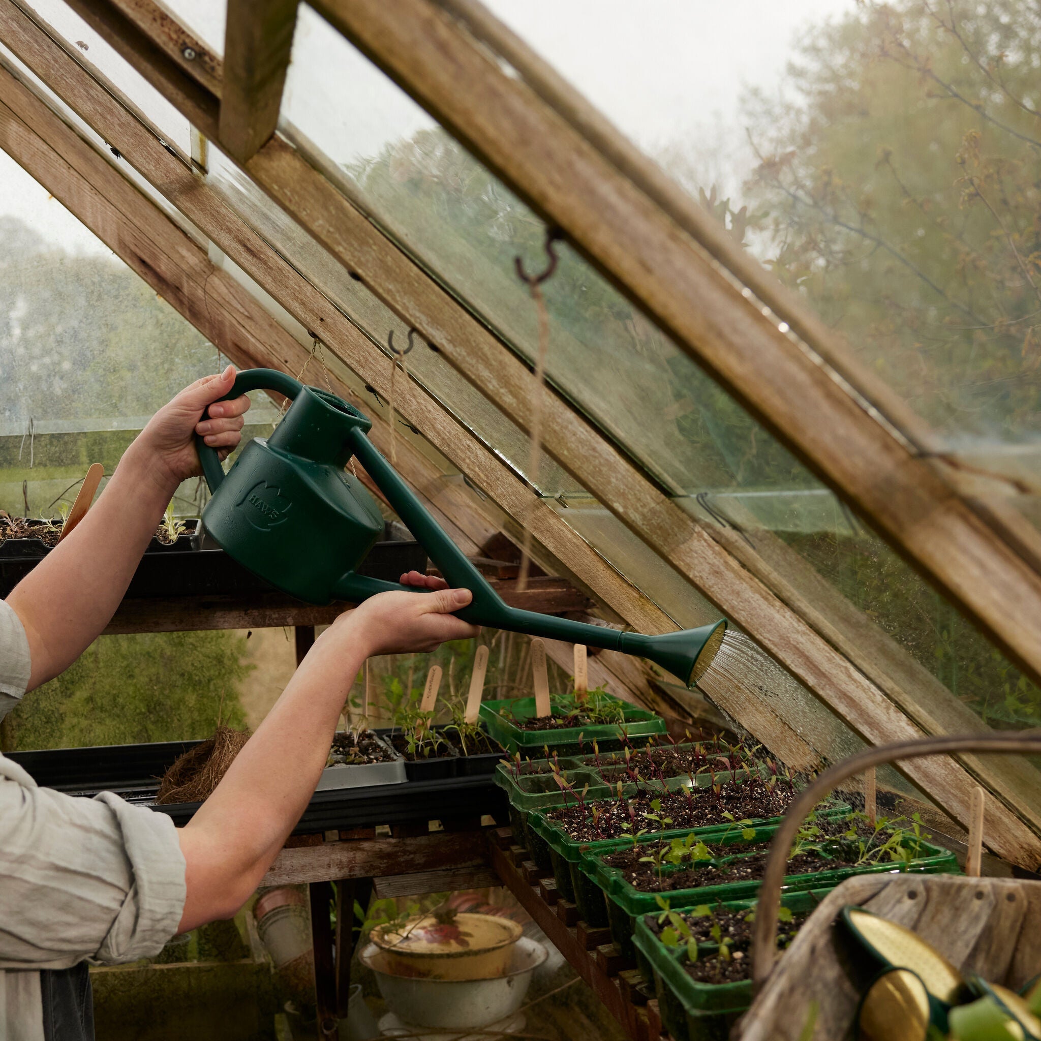 The Sutton Splash Green - Four Pint