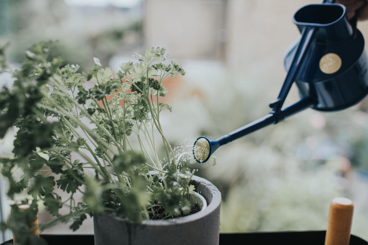 The Langley Sprinkler - Houseplant Set - Blue & Brass